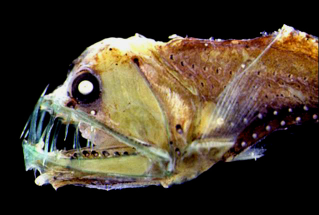 poisson abyssal