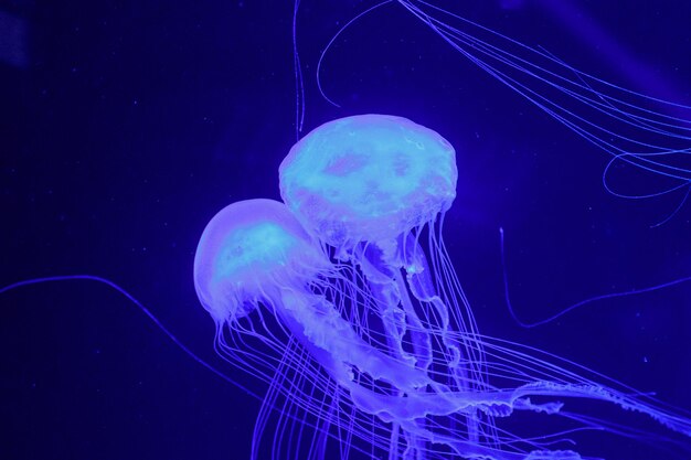  méduse bioluminescente